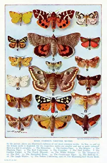 Lepidoptera Species Prints: A selection of common British Moths
