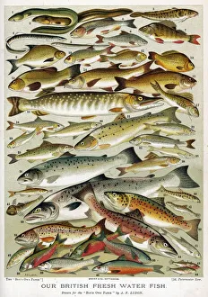 A Selection of Fish A Selection of Fish