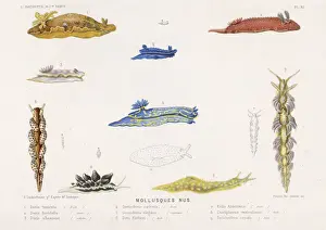 Sea Creatures Photography Prints: Selection of Molluscs