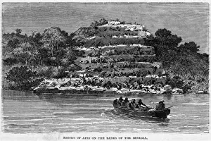 Prints of Resort of apes on the banks of the Senegal Senegal Prints: Senegal River Resort of Apes Print