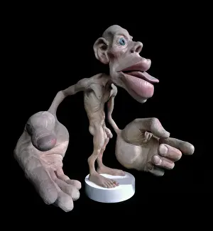 Sensory Homunculus Print: Proportional Brain Mapping Model