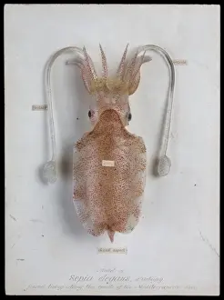 Squid Prints: Sepia elegans, Glass Squid Model Print