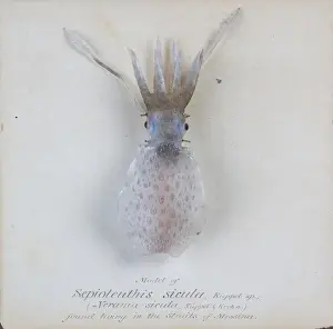 Natural History Museum London Exhibit Prints: Sepioteuthis sicula. jpg