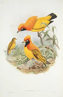 John Gould Prints: Sericulus aureus, flame bowerbird