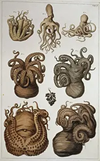 Octopi Prints: Seven Squid and Octopuses Print, 1759