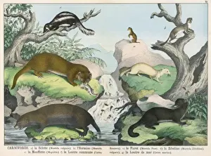 Prints of Seven types of carnivore: Weasel, Ermine, Ferret, Sable, Striped Skunk, Otter, and Marine Otter Skunk Prints: Seven Types of Carnivore Print