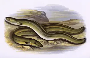 Prints of Sharp-Nosed Eel (Anguilla anguilla, Anguilla acutirostris), and Broad-Nosed Eel (Anguilla anguilla, Anguilla latirostris). Date: 1879 Anguilla Prints: Sharp-Nosed Eel and Broad-Nosed Eel Print, 1879