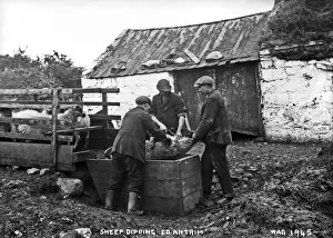 Prints of Sheep Dipping, Co. Antrim - a view of three men dipping sheep in a trough in a farmyard. (Location: Northern Ireland; County Antrim). Date: circa early 1900s Map Prints: Early 20th Century Farm Print: Sheep Dipping in Co. Antrim