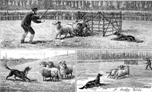 Sheep Dog Trials at Alexandra Palace, 1882 Sheep Dog Trials at Alexandra Palace, 1882