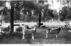 Sheep graze in Kensington Gardens Sheep graze in Kensington Gardens