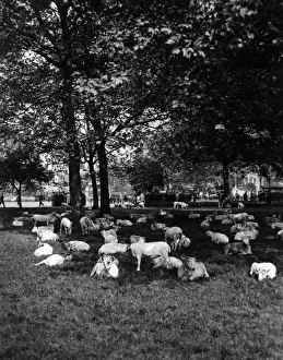 Sheep in Hyde Park 1933 Print, London