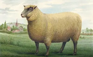 Historical Farm Animals Prints: Sheep / Southdown Wether