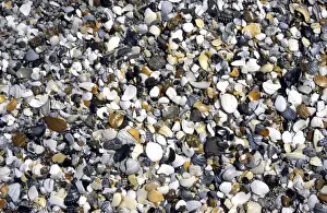 Beach Shells Prints: Shells & pebbles on beach