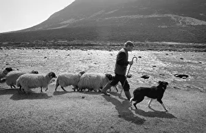 Shepherd with his sheepdog and sheep beside the River Tees Shepherd with his sheepdog and sheep beside the River Tees