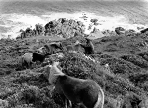 Shetland Ponies at The Lizard, Cornwall Print