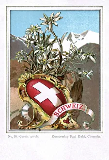 Shield and flag of Switzerland with Edelweiss flower Shield and flag of Switzerland with Edelweiss flower