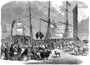 Shipping wild animals in the London Docks Shipping wild animals in the London Docks