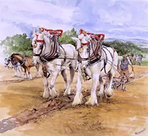 Shire horse team during Ploughing Match Shire horse team during Ploughing Match
