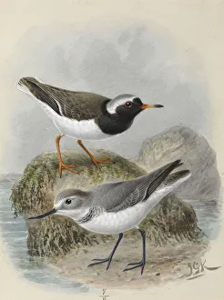 Shore Plover 'Tuturuatu', Wrybill 'Ngutu Pare' Shore Plover 'Tuturuatu', Wrybill 'Ngutu Pare'