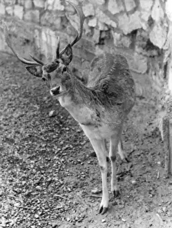 Fallow Deer Behavior Prints: Shy Fallow Deer