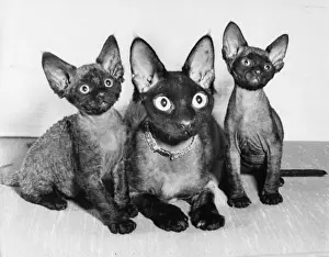 Animal Friendship Photos Prints: Siamese cat and two kittens