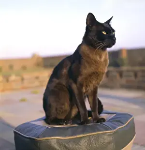 Retro Animal Photography Prints: Siamese cat sitting on a stool
