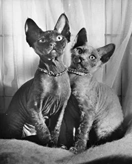 Vintage Cat Photography Prints: Two Siamese cats