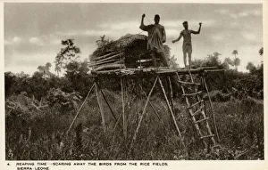 Sierra Leone, West Africa - Raised Shelters - Boy Scarecrows Sierra Leone, West Africa - Raised Shelters - Boy Scarecrows