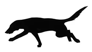 Silhouette of a pointer