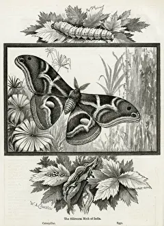 The Silkworm Moth Lifecycle Print, 1895