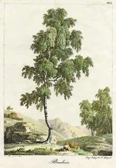 Silver Birch Tree Prints: Silver Birch Tree 1819