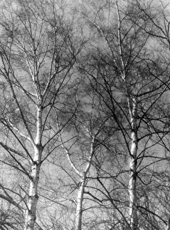 Silver Birch Forest Prints: Silver Birch Tree