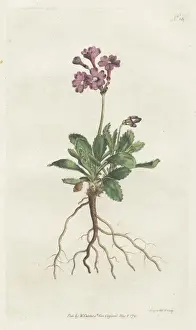 William Curtis Botanicals Prints: Silver-edged primula, Primula marginata