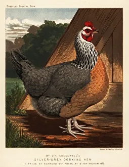 Silver-grey Dorking hen Silver-grey Dorking hen
