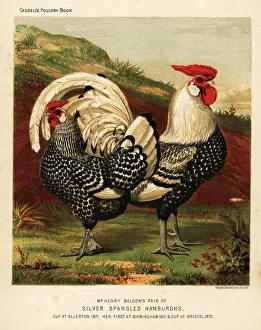 Silver spangled Hamburgh cock and hen Silver spangled Hamburgh cock and hen