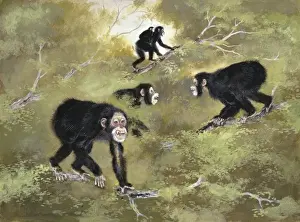 Human Evolution Timeline Prints: Sivapithecus indicus