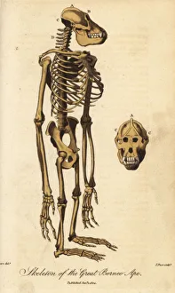 Skeleton of the Bornean orangutan, Pongo pygmaeus Skeleton of the Bornean orangutan, Pongo pygmaeus
