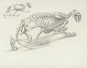 Historical Animal Drawings Prints: Skeleton of Crouching Lion