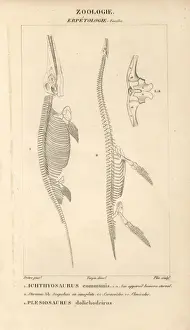 Jurassic Era Fossils Prints: Skeleton of Ichthyosaurus communis (fish lizard)