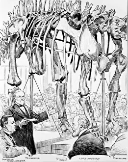 Print of Diplodocus Presentation at the Natural History Museum in 1905