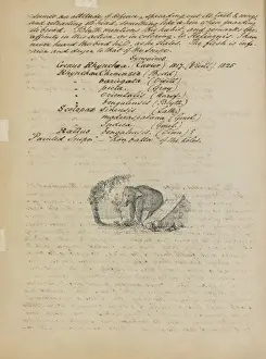 Prints of Original watercolour drawings and illustrated MS relating to Indian Birds, forming one of a set of volumes from which the illustrated MS work by Tickell on Mammals, &c Elephantidae Prints: Original Watercolour Print of an Elephant, circa 1848