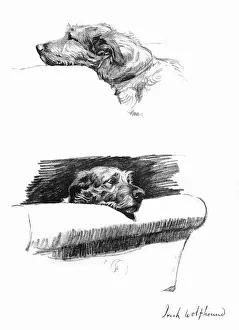 Sketches of an Irish Wolfhound by Cecil Aldin Sketches of an Irish Wolfhound by Cecil Aldin