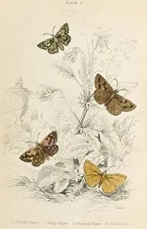 Chequered Skipper Prints: Four Skipper Moths