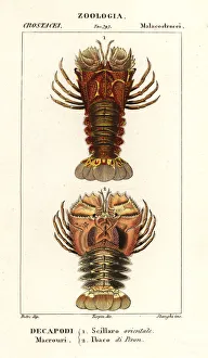 Prints of Slipper lobster and butterfly fan lobster