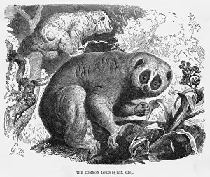 Prints of (nycticebus coucang). I think this is a Slow Loris, so named because it is Primate Prints: Slow Loris Print (Nycticebus coucang)