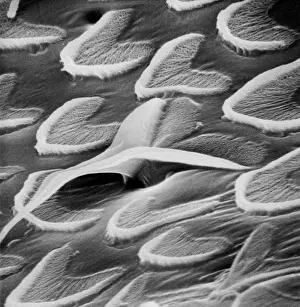 Snail Teeth Scanning Electron Microscope Print (x 1200)