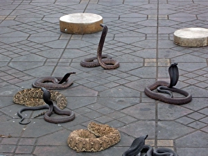 Snake charming in Marrakech, Morocco Snake charming in Marrakech, Morocco