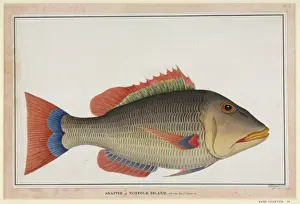 Snapper Prints: Snapper Fish Print, Norfolk Island, 1790