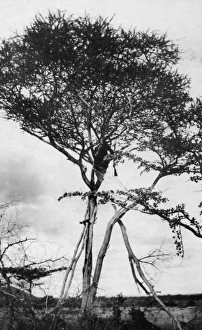 Sniper in tree en route to Morogoro, East Africa, WW1 Sniper in tree en route to Morogoro, East Africa, WW1