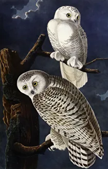 Snowy Owl, by John James Audubon Snowy Owl, by John James Audubon